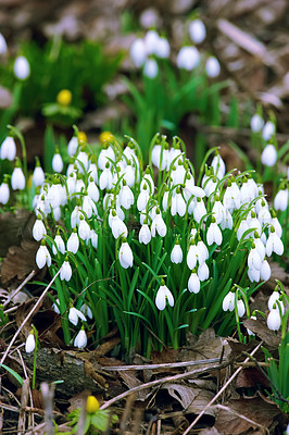 Buy stock photo Galanthus nivalis was described by the Swedish botanist Carl Linnaeus in his Species Plantarum in 1753, and given the specific epithet nivalis, meaning snowy (Galanthus means with milk-white flowers). 
