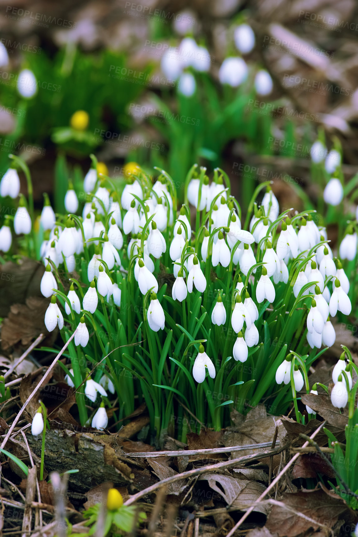 Buy stock photo Galanthus nivalis was described by the Swedish botanist Carl Linnaeus in his Species Plantarum in 1753, and given the specific epithet nivalis, meaning snowy (Galanthus means with milk-white flowers). 
