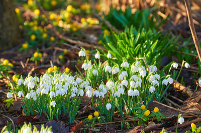 Buy stock photo Galanthus nivalis was described by the Swedish botanist Carl Linnaeus in his Species Plantarum in 1753, and given the specific epithet nivalis, meaning snowy (Galanthus means with milk-white flowers). 
