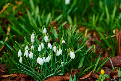 Buy stock photo Flowers, bush and white snowdrop in garden with natural landscape, morning blossom and calm environment. Spring, peace or nature with green leaves in backyard, countryside and floral plants in growth