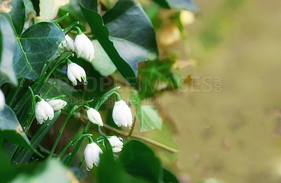 Buy stock photo Flowers, countryside and white snowdrop in garden with natural landscape, morning blossom and calm environment. Spring, mockup or nature with green leaves in backyard, growth or floral plants in bush