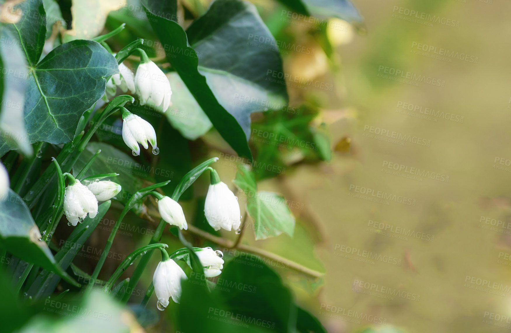 Buy stock photo Flowers, countryside and white snowdrop in garden with natural landscape, morning blossom and calm environment. Spring, mockup or nature with green leaves in backyard, growth or floral plants in bush