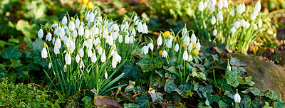 Buy stock photo Galanthus nivalis was described by the Swedish botanist Carl Linnaeus in his Species Plantarum in 1753, and given the specific epithet nivalis, meaning snowy (Galanthus means with milk-white flowers). 