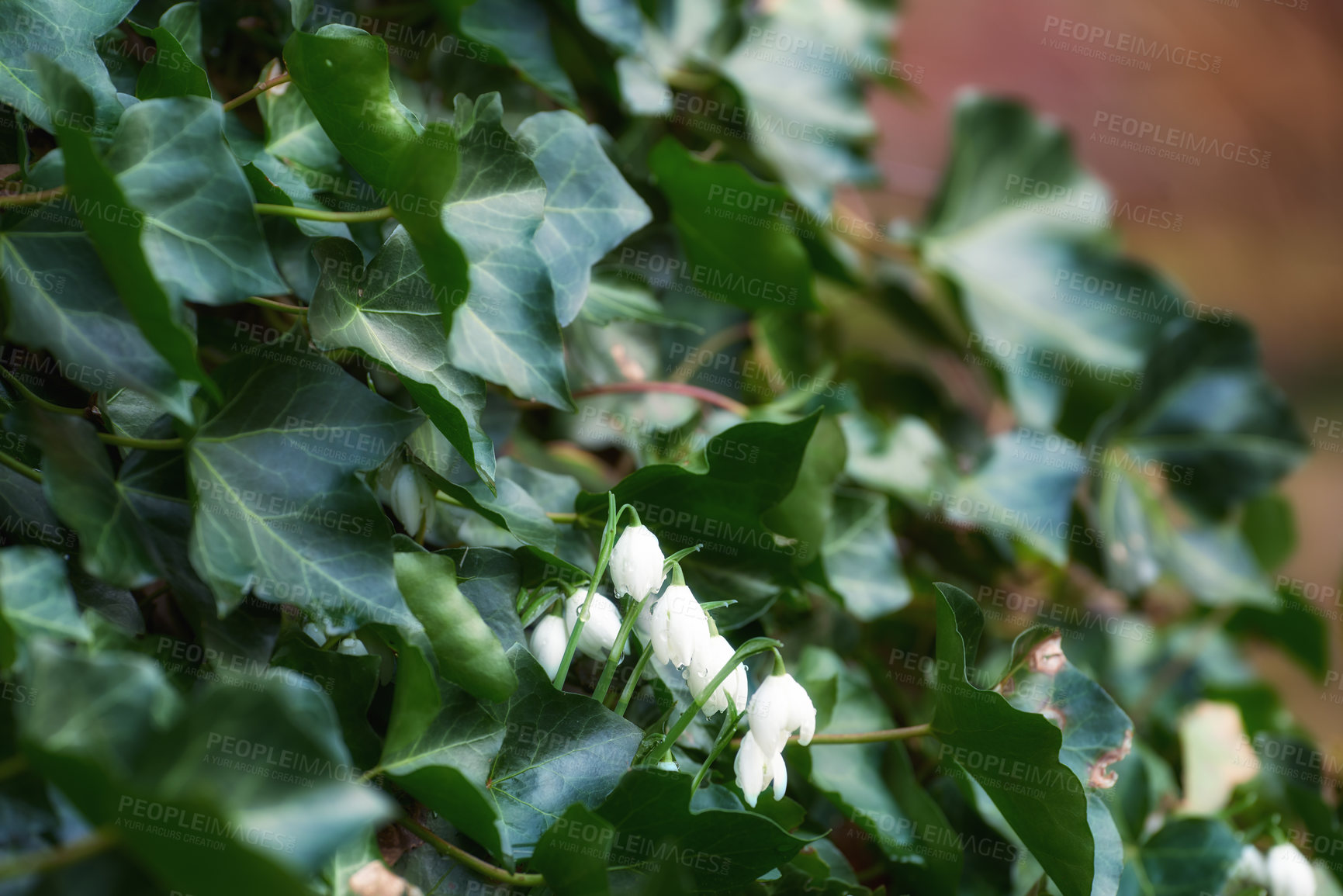 Buy stock photo Nature, leaves and white snowdrop in garden with natural landscape, morning blossom and calm floral environment. Growth, peace and spring flowers with green plants in backyard, countryside or bush