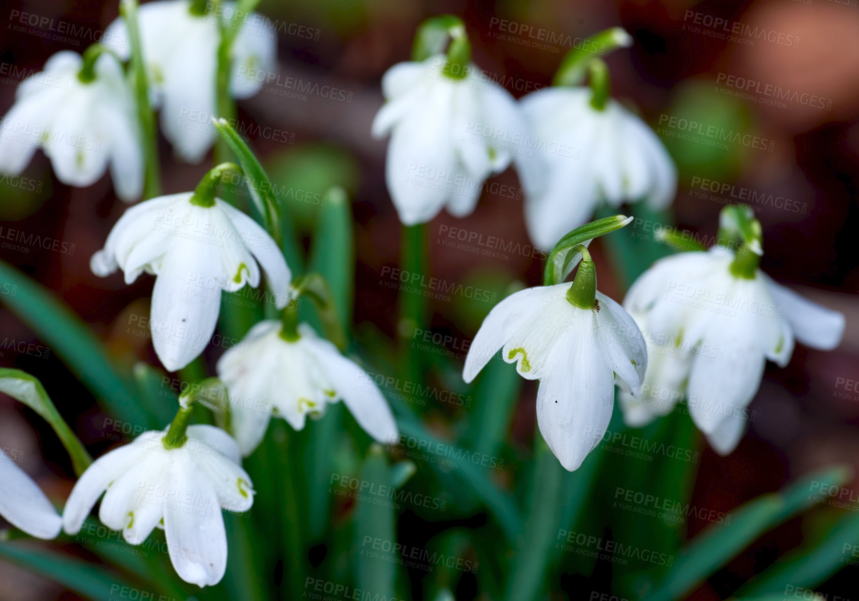 Buy stock photo Bush, spring and white snowdrop in garden with natural landscape, morning blossom and calm floral environment. Growth, peace and flowers with green leaves, backyard nature and countryside with plants