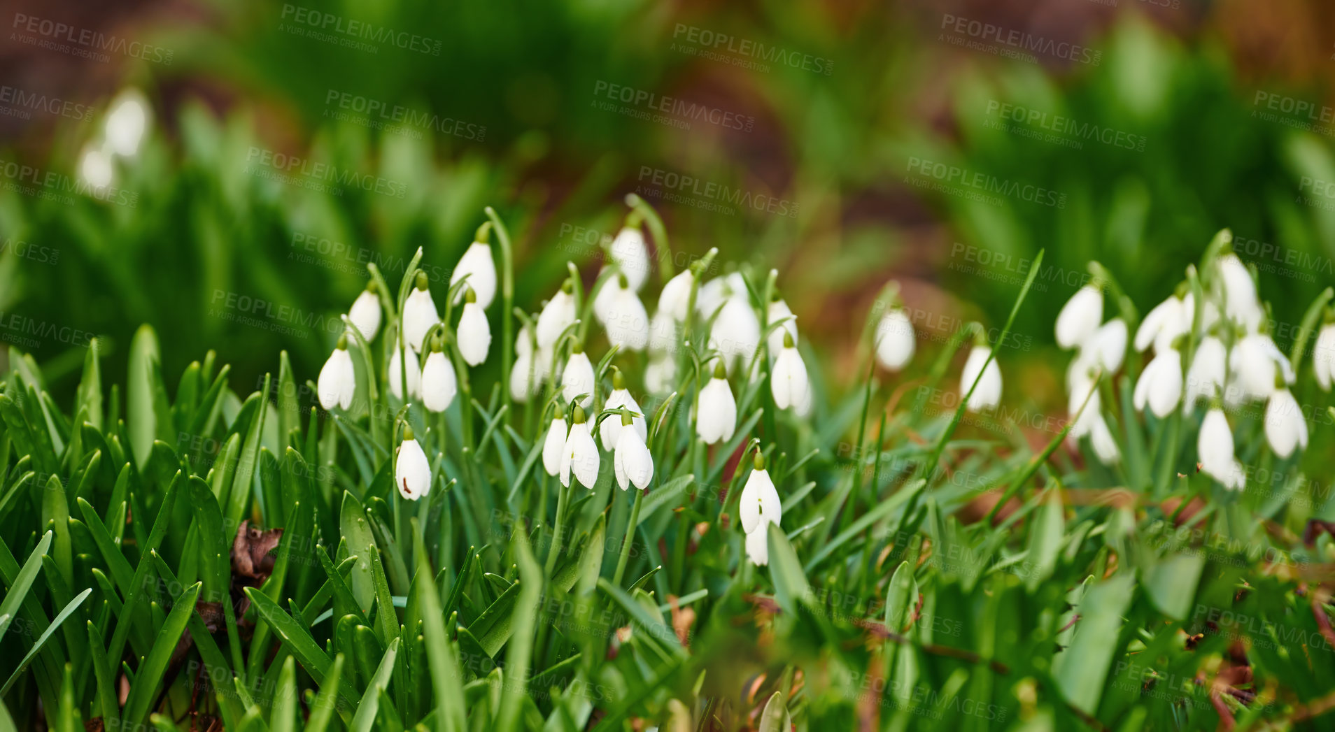 Buy stock photo Galanthus nivalis was described by the Swedish botanist Carl Linnaeus in his Species Plantarum in 1753, and given the specific epithet nivalis, meaning snowy (Galanthus means with milk-white flowers). 