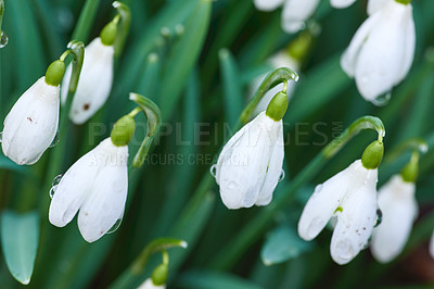 Buy stock photo Leaves, spring and white snowdrop in garden with natural landscape, morning blossom and calm floral environment. Growth, peace and flowers with green nature in backyard, countryside bush and plants