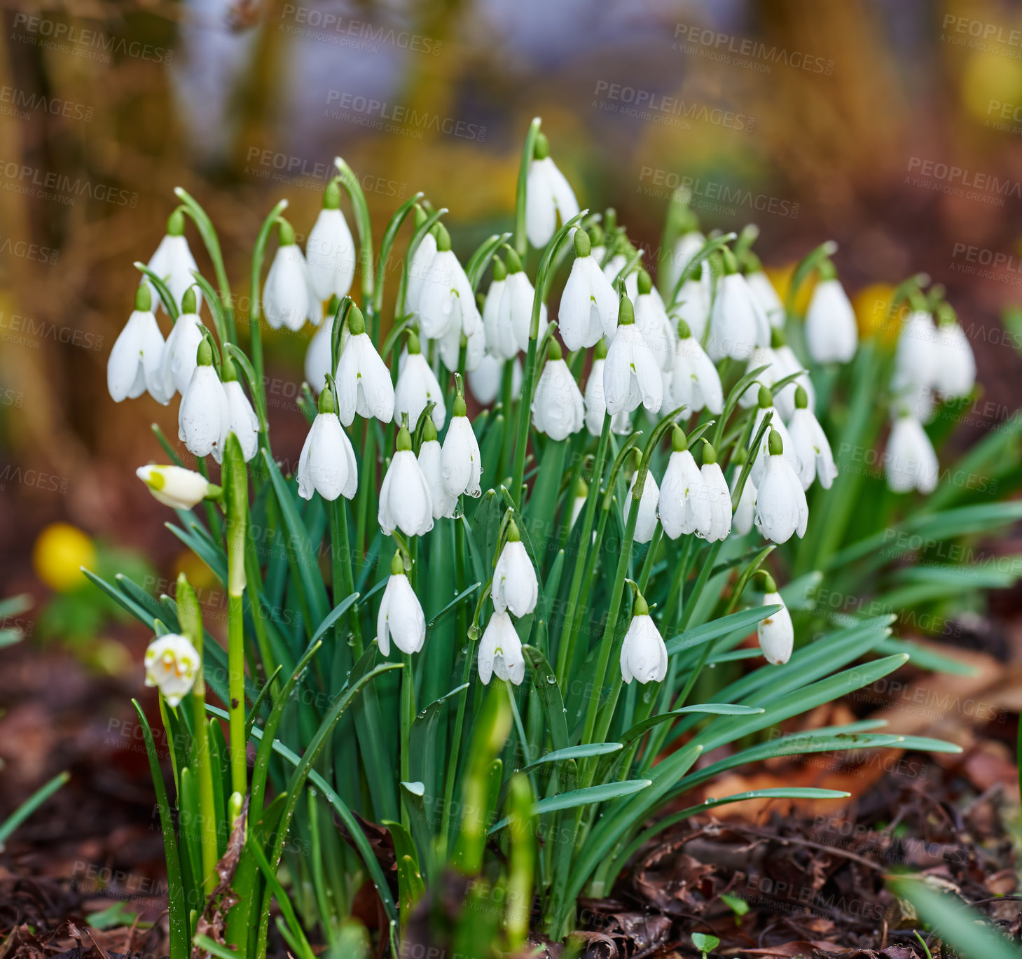 Buy stock photo Nature, bush and white snowdrop in garden with natural landscape, morning blossom and calm floral environment. Growth, peace and spring flowers with green leaves, backyard and countryside with plants