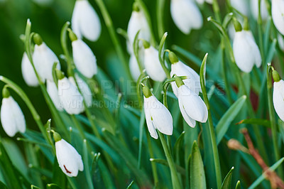 Buy stock photo Galanthus nivalis was described by the Swedish botanist Carl Linnaeus in his Species Plantarum in 1753, and given the specific epithet nivalis, meaning snowy (Galanthus means with milk-white flowers). 