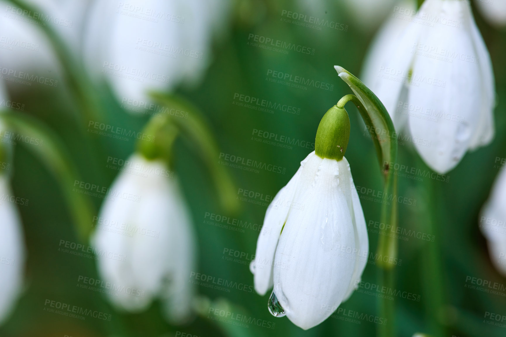 Buy stock photo Nature, growth and white snowdrop in garden with natural landscape, morning blossom and calm floral environment. Spring, peace and flowers with green leaves in backyard, countryside, plants in bush