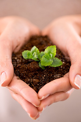 Buy stock photo Hands, plant and soil with nature, future and hope for growth and sustainability. Person, environment and leaf for support, accountability and earth day development or green energy with startup