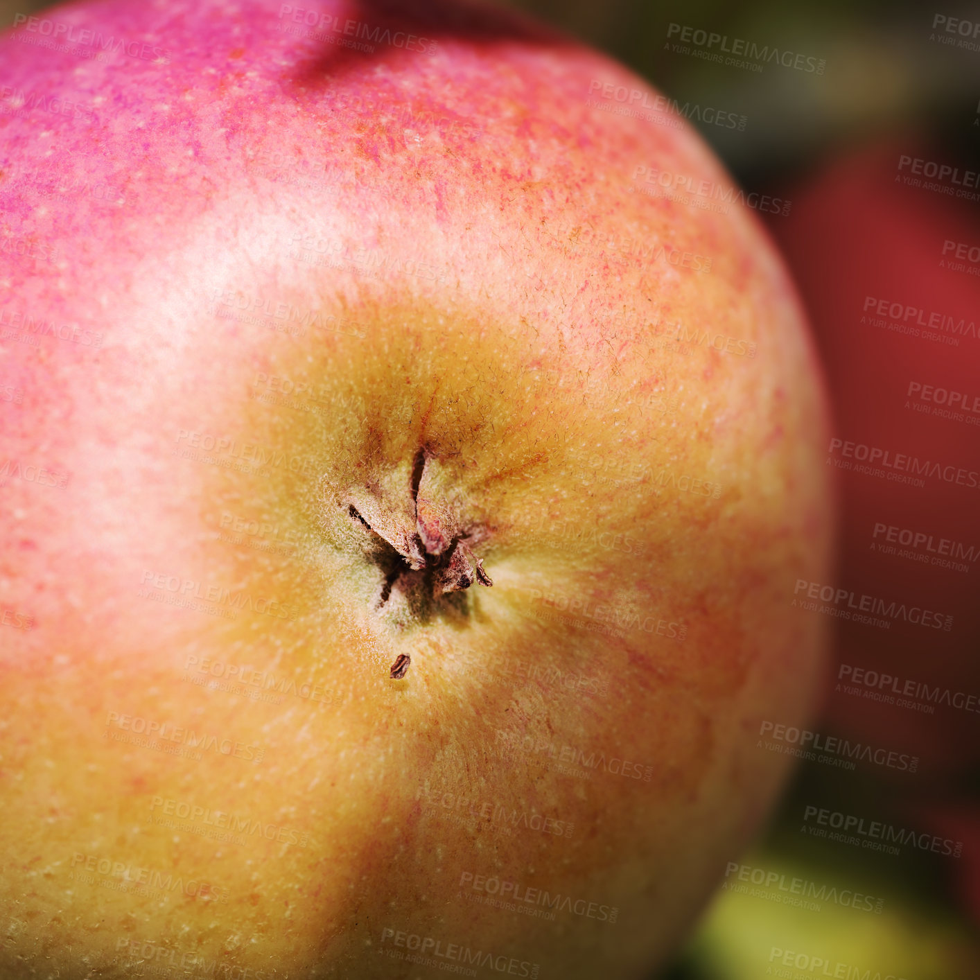 Buy stock photo Apple, fruit and healthy to eat for picking in farm, fall and summer in October for fresh harvest. Sunshine, closeup and nutrients with vitamins to enjoy for vegan or vegetarian and  agriculture