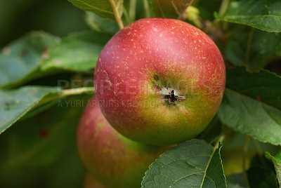 Buy stock photo Healthy, leaves and natural apple in orchid, tree and fruit for nutrition, eating and harvest. Summer, fall and plants in rural environment for farming or garden, China and fiber for  food outdoor