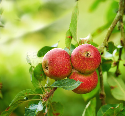 Buy stock photo Red apples, orchard and trees with nature, countryside and summer with garden and leaves. Fruit, eco friendly and sunshine with growth and agriculture with farmland or food with plants or ecology
