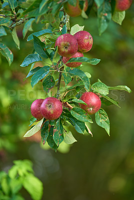 Buy stock photo Red apple, tree and outdoor in closeup for growth in agriculture, nutrition or food production. Orchard, farming and leaves with fruit, crops or development for healthy diet with agro sustainability