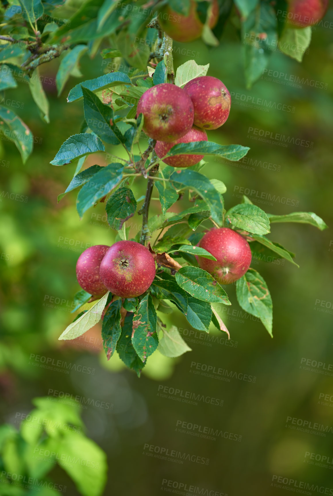 Buy stock photo Red apple, tree and outdoor in closeup for growth in agriculture, nutrition or food production. Orchard, farming and leaves with fruit, crops or development for healthy diet with agro sustainability