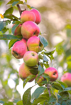 Buy stock photo Apple, growth and tree of fruit with leaves outdoor in farm, garden or orchard in agriculture or nature. Organic, food and farming in summer closeup with sustainability for healthy environment