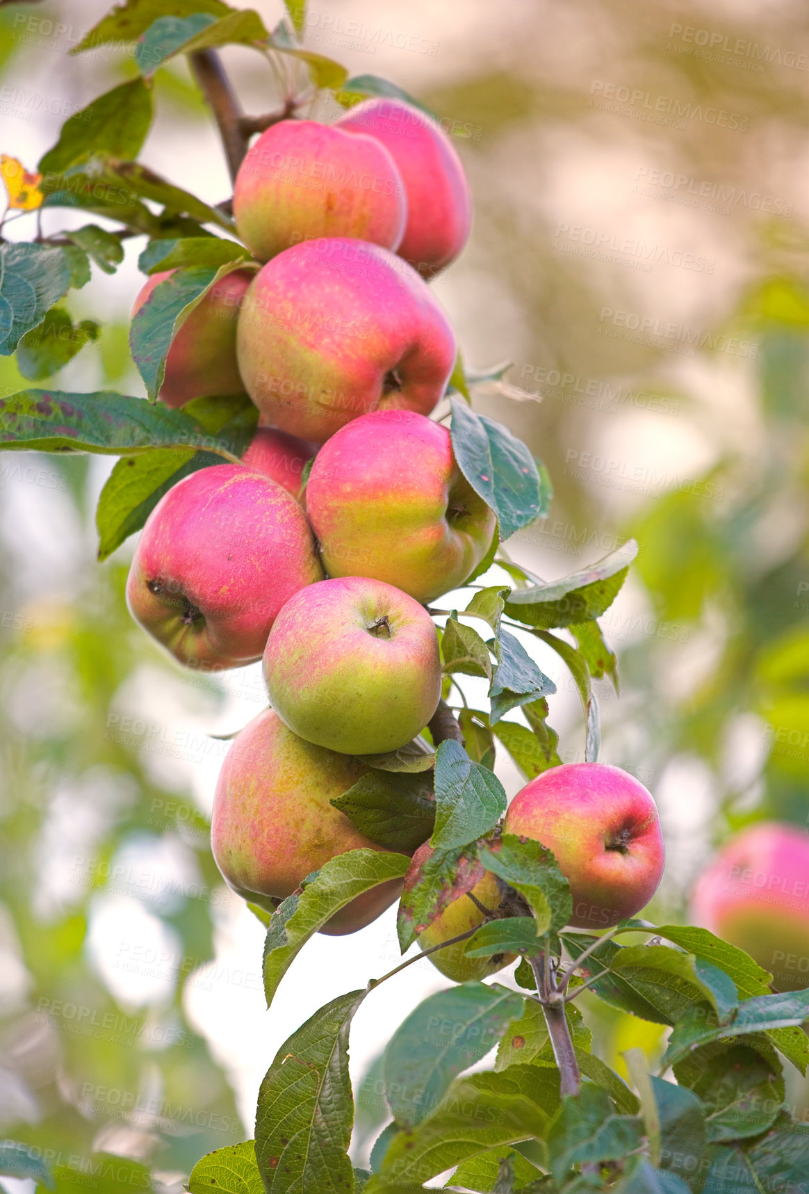 Buy stock photo Apple, growth and tree of fruit with leaves outdoor in farm, garden or orchard in agriculture or nature. Organic, food and farming in summer closeup with sustainability for healthy environment