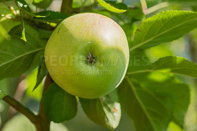 Buy stock photo Apple, farm and orchard with in closeup with agriculture, nutrition and food production in countryside. Growth, leaves and green fruit with crops development for healthy diet with agro sustainability