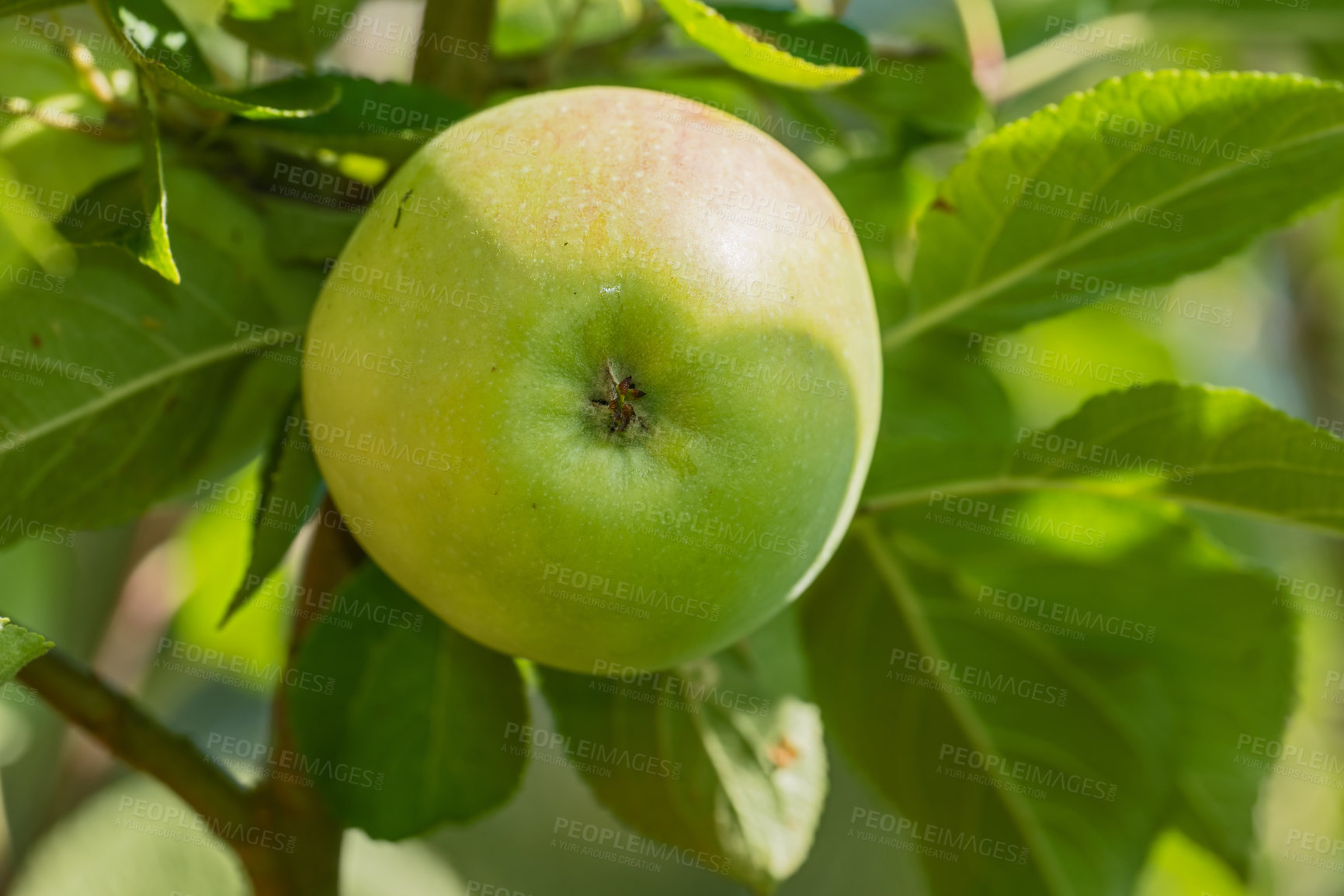 Buy stock photo Apple, farm and orchard with in closeup with agriculture, nutrition and food production in countryside. Growth, leaves and green fruit with crops development for healthy diet with agro sustainability