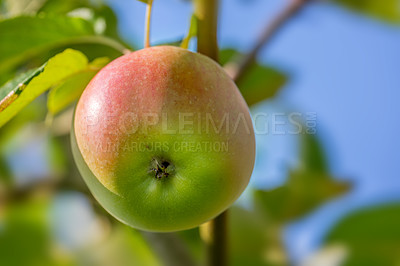 Buy stock photo Apple, farm and tree with growth in closeup with agriculture, nutrition and food production. Orchard, farming and leaves with fruit, crops and development for healthy diet with agro sustainability