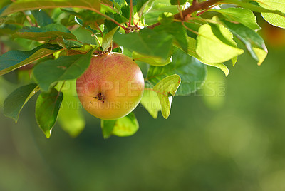 Buy stock photo Outdoor, branch and produce of apples in nature, food and plants with growth in garden or farm. Sweet, healthy and India with fruit for sustainability in orchard, organic and fresh for eating