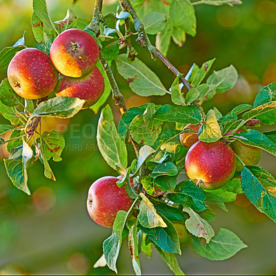 Buy stock photo Season, leaves and fresh apples in nature, hanging and branch in tree for raw food in farm. Organic, plants and agriculture for growth, South Africa and export fruit as commercial production