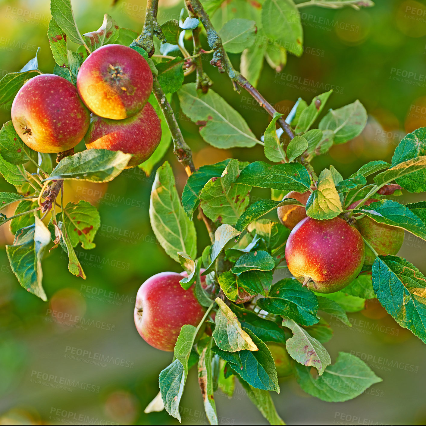 Buy stock photo Season, leaves and fresh apples in nature, hanging and branch in tree for raw food in farm. Organic, plants and agriculture for growth, South Africa and export fruit as commercial production