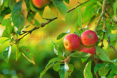 Buy stock photo Vitamin C, fruit and apples outdoor, fresh and nature of India for sustainability with nutrition. Fiber, diet and healthy for eating, wellness and export to USA from agriculture, farming and ecology