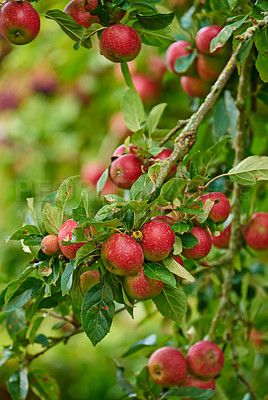 Buy stock photo Apple harvest, nature and fruit product plant outdoor on countryside with farming produce. Fruits, red apples and green leaf on a tree outside on a farm for agriculture and sustainable production