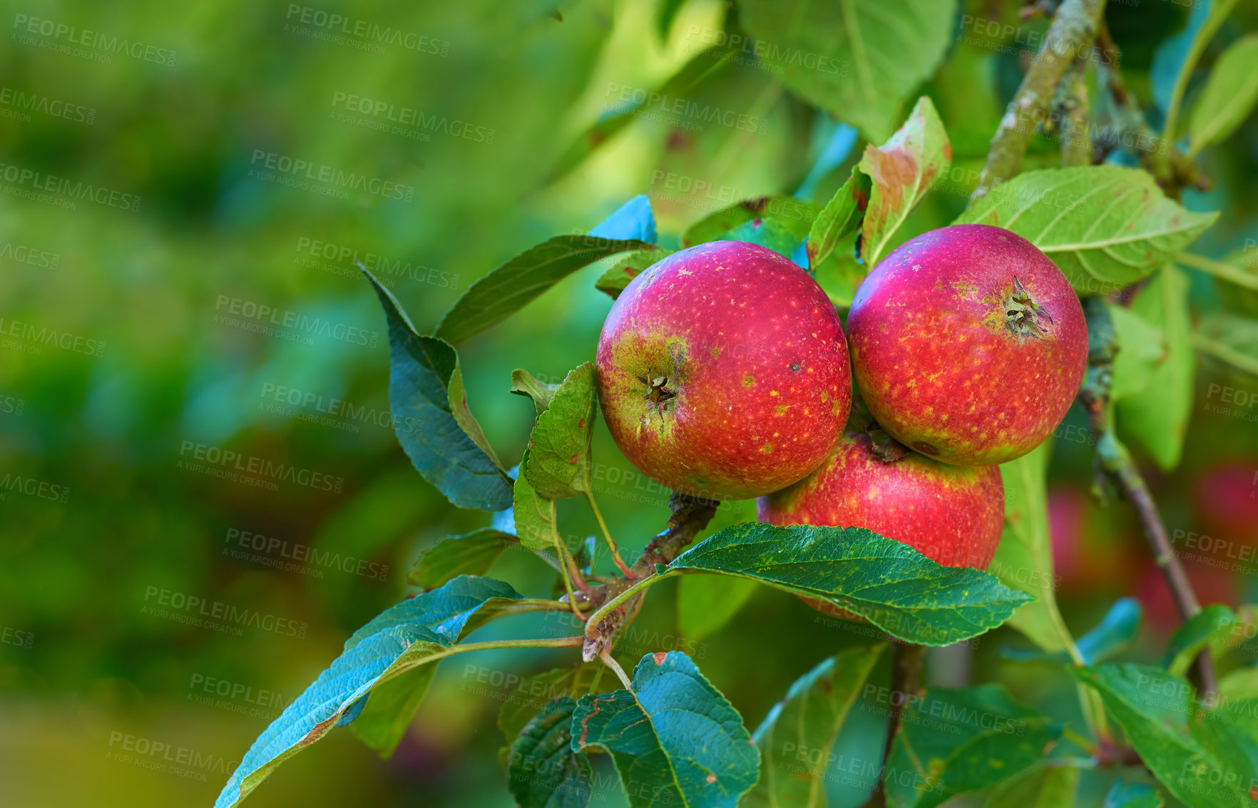 Buy stock photo Red apple, nature and fruit product plant outdoor on countryside with farming produce. Fruits, red apples and green leaf on a tree outside on a farm for agriculture and sustainable production