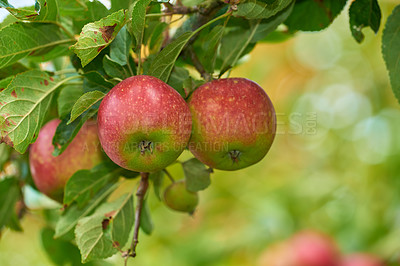 Buy stock photo Apple, tree and fruits closeup with leaves outdoor in farm, garden or orchard for agriculture or nature. Organic, food and farming in summer with sustainability for healthy environment and plants