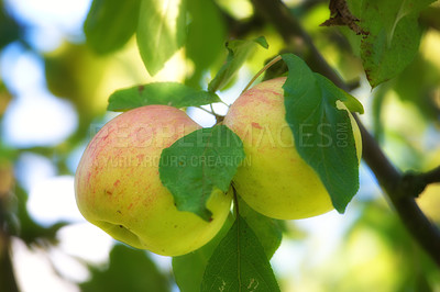 Buy stock photo Summer, agriculture and farm with apple on tree for sustainability, health and growth. Plants, environment and nutrition with ripe fruit on branch in nature for harvesting, farming and horticulture