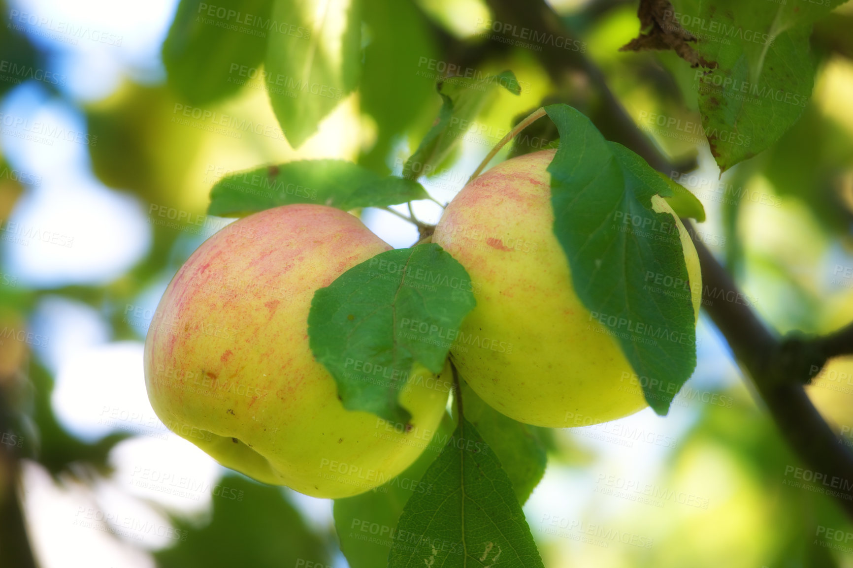 Buy stock photo Summer, agriculture and farm with apple on tree for sustainability, health and growth. Plants, environment and nutrition with ripe fruit on branch in nature for harvesting, farming and horticulture