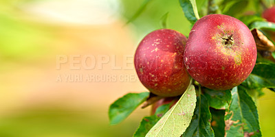 Buy stock photo Apple, farming and space in tree at orchard, nutrition and food production with mockup in countryside. Growth, red fruits and plant for agriculture for sustainability, ecology and organic produce