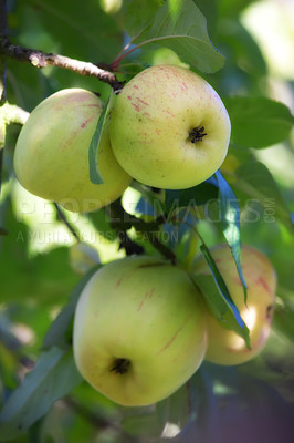 Buy stock photo Nature, agriculture and plant with apple on tree for sustainability, health and growth. Farm, environment and nutrition with ripe fruit on branch for harvesting, farming and horticulture