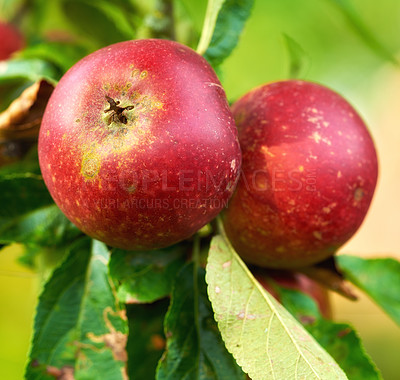 Buy stock photo Apple, agriculture and tree in closeup at orchard, nutrition and food production in countryside. Growth, red fruits and plant with farming for sustainability, leaves and ecology for organic produce