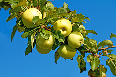 Buy stock photo Nature, agriculture and blue sky with apple on tree for sustainability, health and growth. Plants, environment and nutrition with ripe fruit on branch for harvesting, farming and horticulture