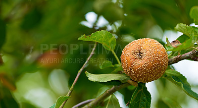 Buy stock photo Rotten apple, tree and orchard in closeup for growth in nature with agriculture, nutrition or food production. Outdoor, farming and spoiled fruit with bad crop, fail and fungi on plant in countryside