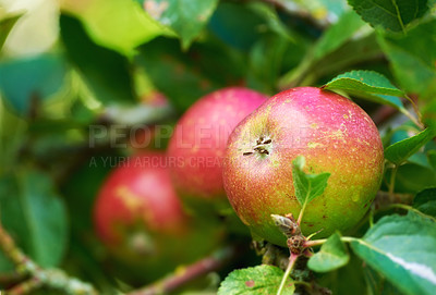 Buy stock photo Agriculture, nature and apples for fruit on branch, tree and outdoor in garden or farm with leaves. Nutrition, healthy and vegan or vegetarian food, organic and plants for growth in South Africa