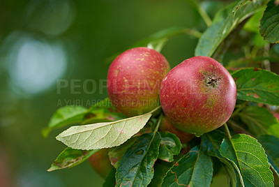 Buy stock photo Apple, farming and leaves in closeup on tree, nutrition and food production in countryside. Growth, plant and red fruit for ecology, development and agriculture for healthy diet with organic produce