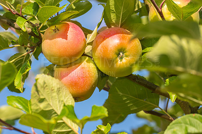 Buy stock photo Apple, tree and growth of fruit with leaves outdoor on blue sky on farm or orchard in agriculture or nature. Organic, food and farming in summer closeup with sustainability for healthy environment