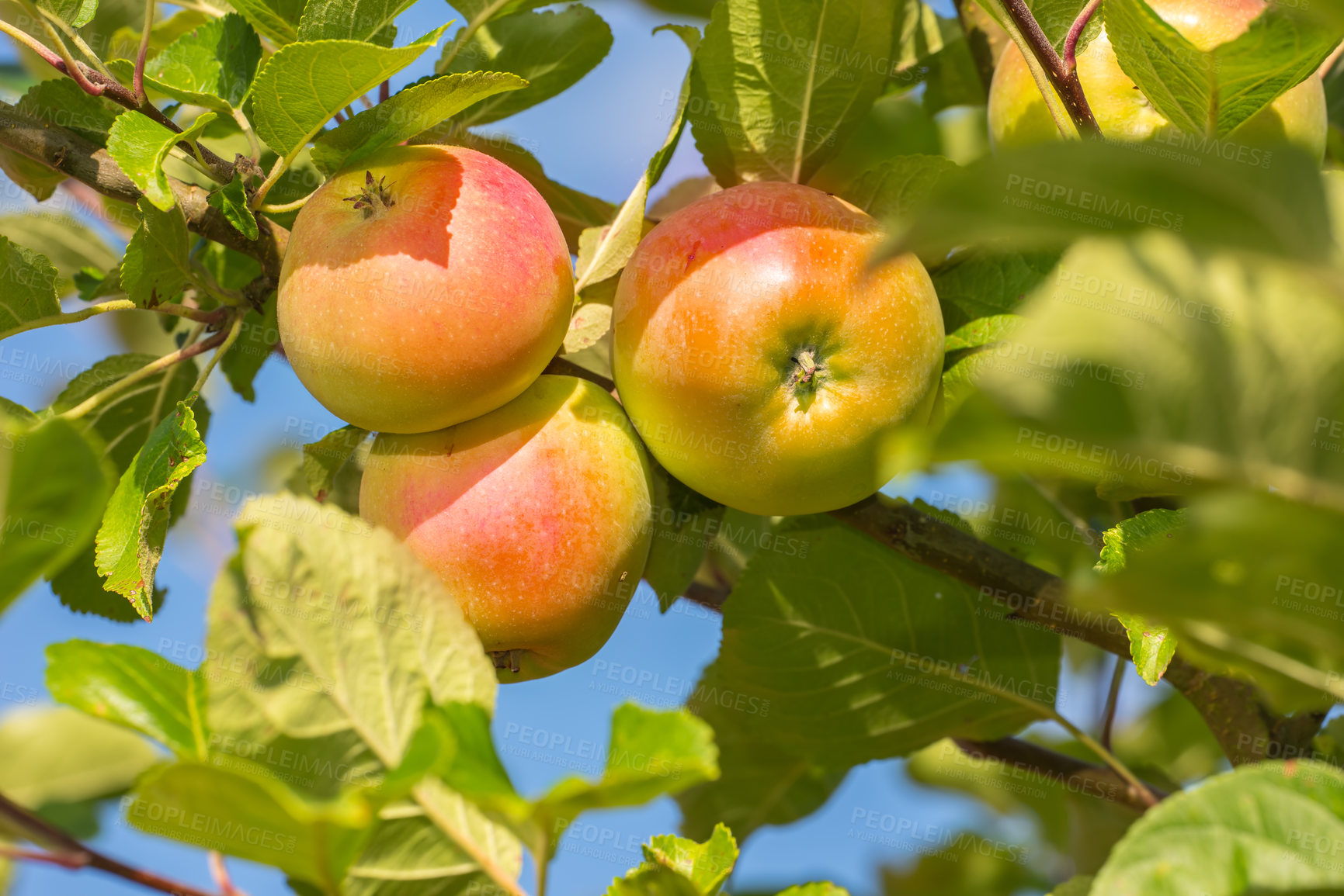 Buy stock photo Apple, tree and growth of fruit with leaves outdoor on blue sky on farm or orchard in agriculture or nature. Organic, food and farming in summer closeup with sustainability for healthy environment