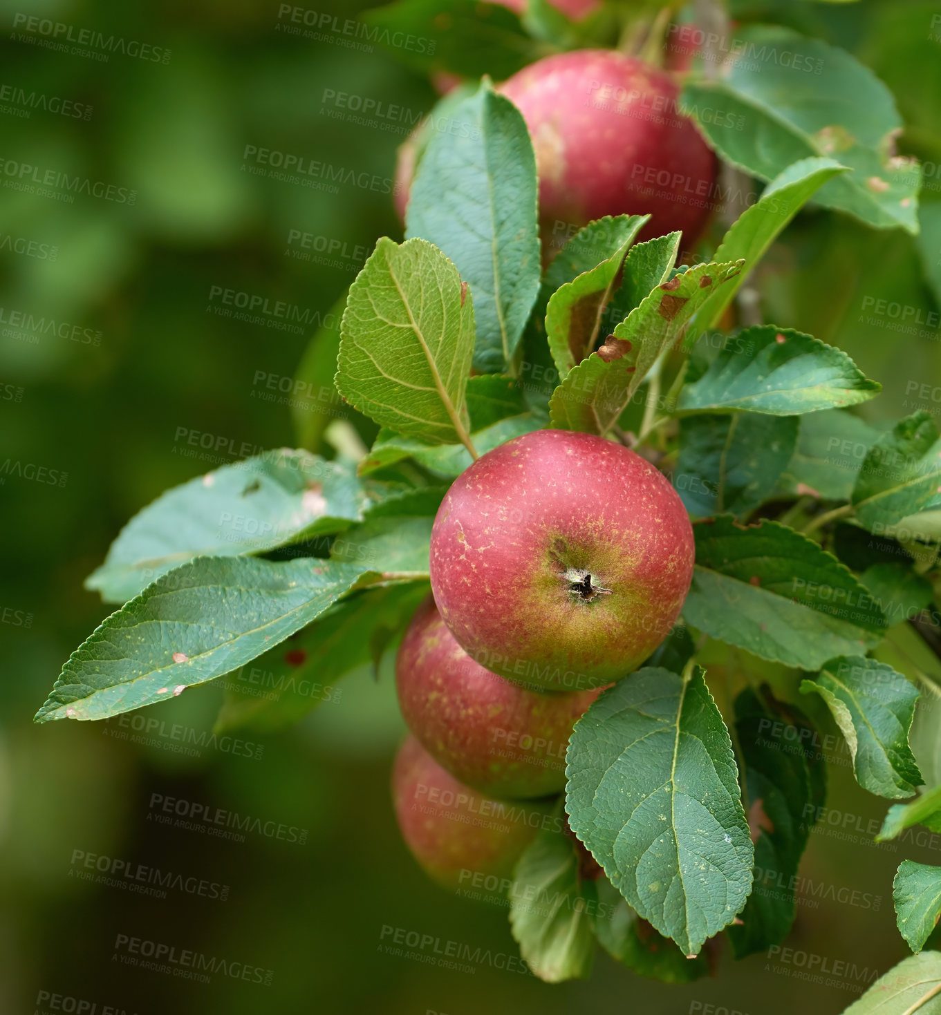 Buy stock photo Apple, farming and tree in closeup for agriculture, nutrition or food production in countryside. Growth, red fruits and plant in orchard for sustainability, development or ecology for organic produce