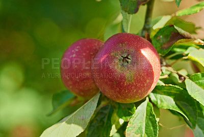 Buy stock photo Apple harvest, nature and fruit in nature outdoor on countryside with farming plant produce. Fruits, red apples and green leaf on a tree outside on a farm for agriculture and sustainable production