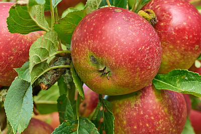 Buy stock photo Nature, agriculture and farm with apple on tree for sustainability, health and growth. Plants, environment and nutrition with ripe fruit on branch for harvesting, farming and horticulture