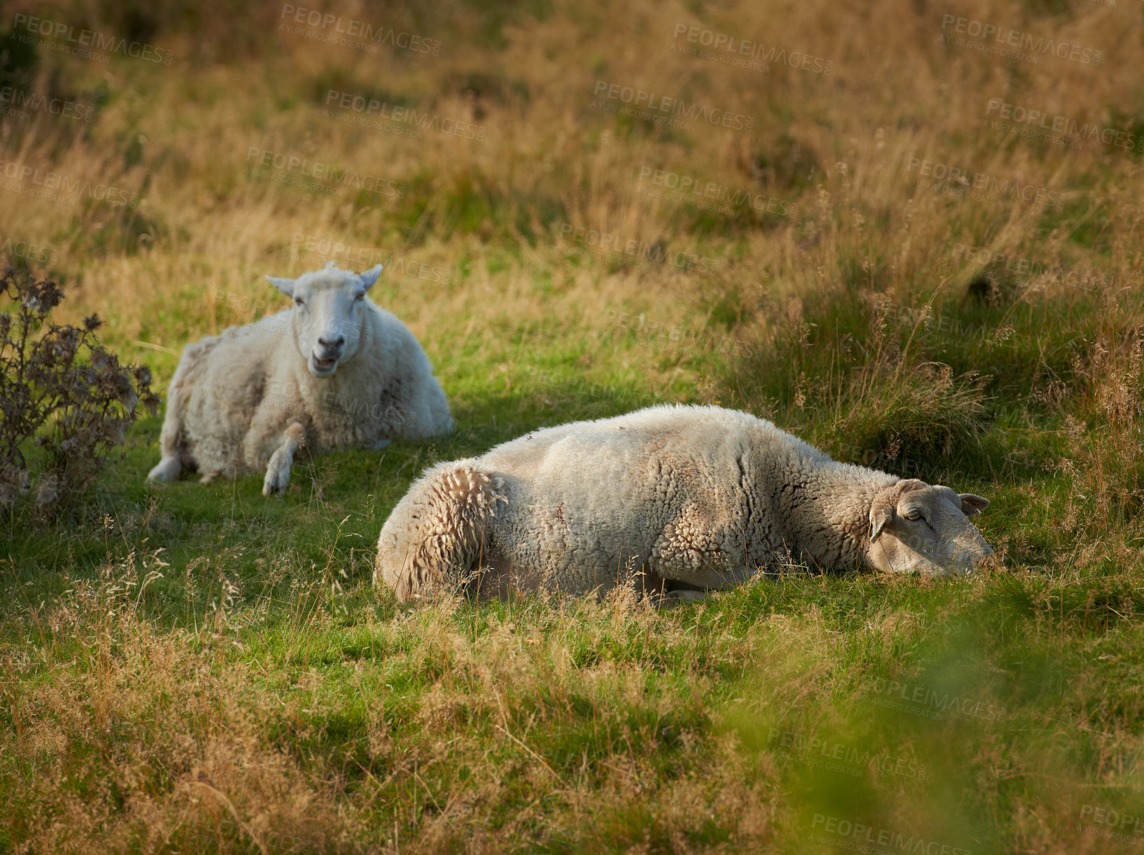 Buy stock photo Sheep in sunset at heather in Rebild National Park, Denmark