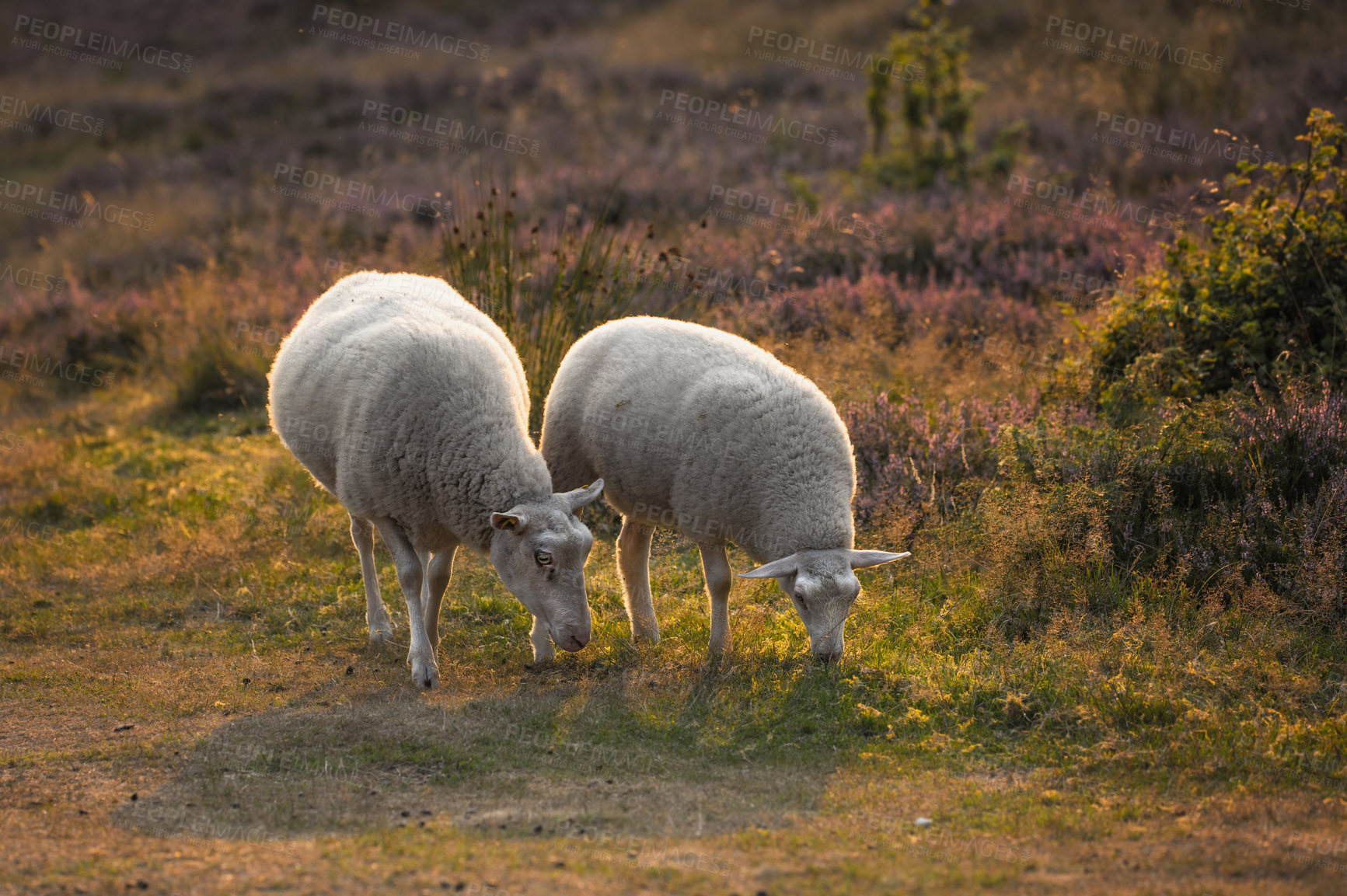 Buy stock photo Two sheep grazing in a meadow at sunset on lush farmland. Shaved wooly sheep eating grass on a field of wildflowers. Wild livestock in Rebild National Park, Denmark. Free range organic mutton