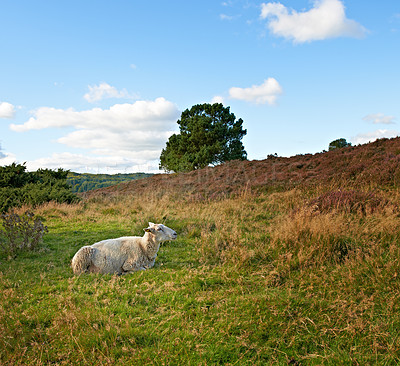 Buy stock photo Sheep in sunset at heather in Rebild National Park, Denmark