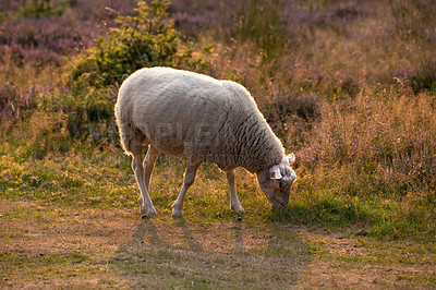 Buy stock photo One sheep grazing in a field in the morning. A domesticated farm animal eating green grass in a fresh heather meadow. Lamb or livestock pasture in a purple blooming pastoral land during spring